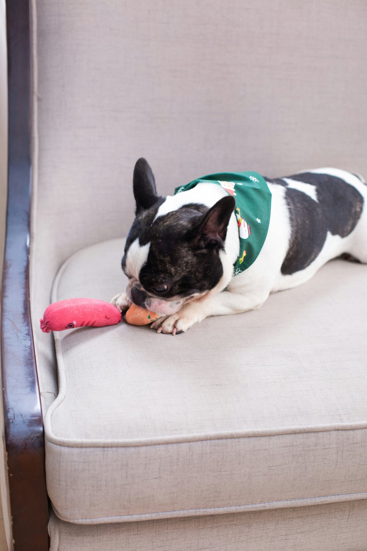 Squeak Toys