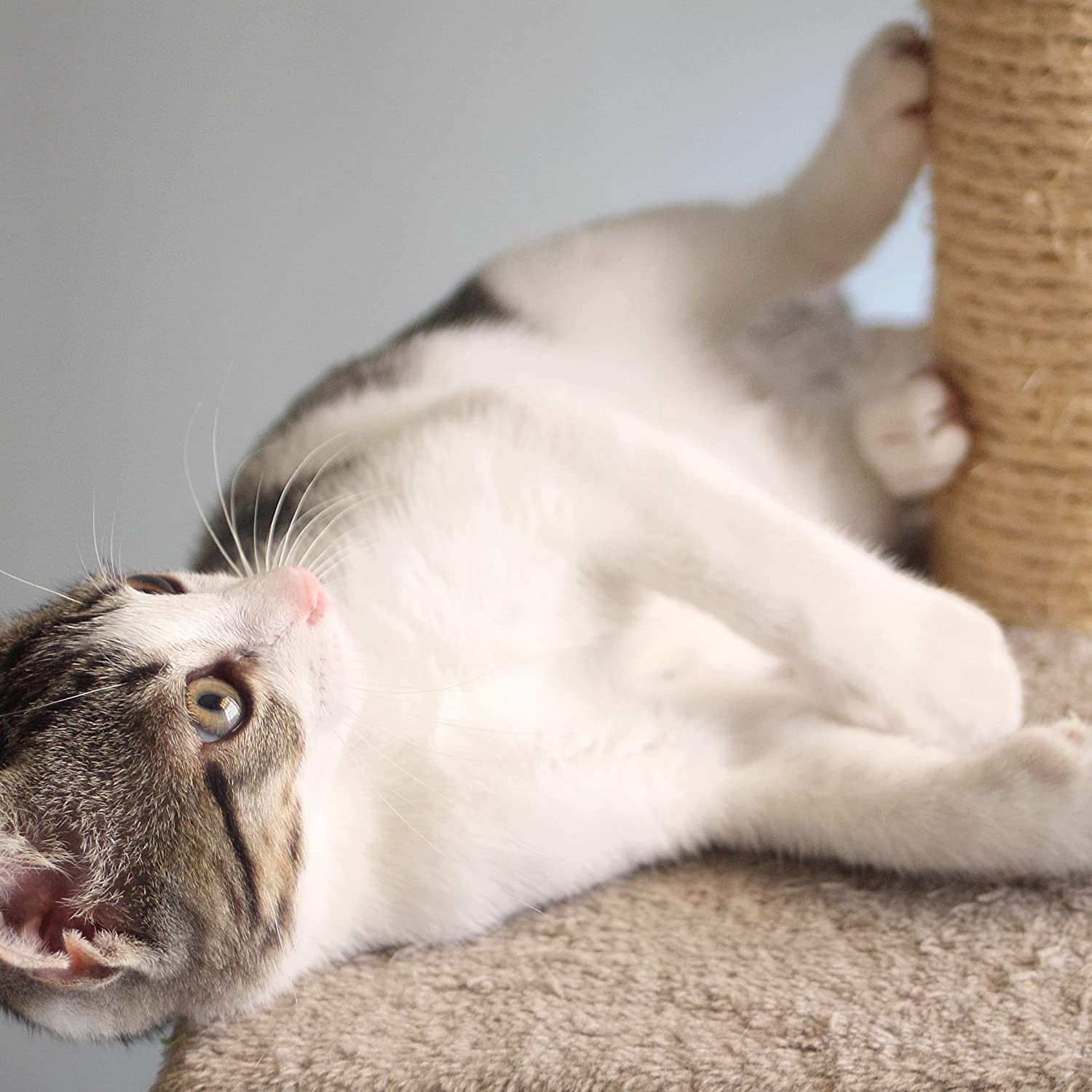 Cat Scratching Post - 3 Scratcher Posts with Carpeted